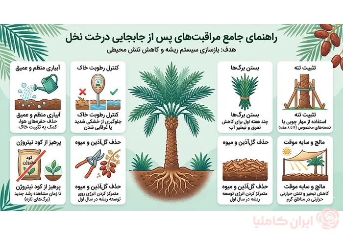 مراقبت های بعد از جابجایی درخت نخل